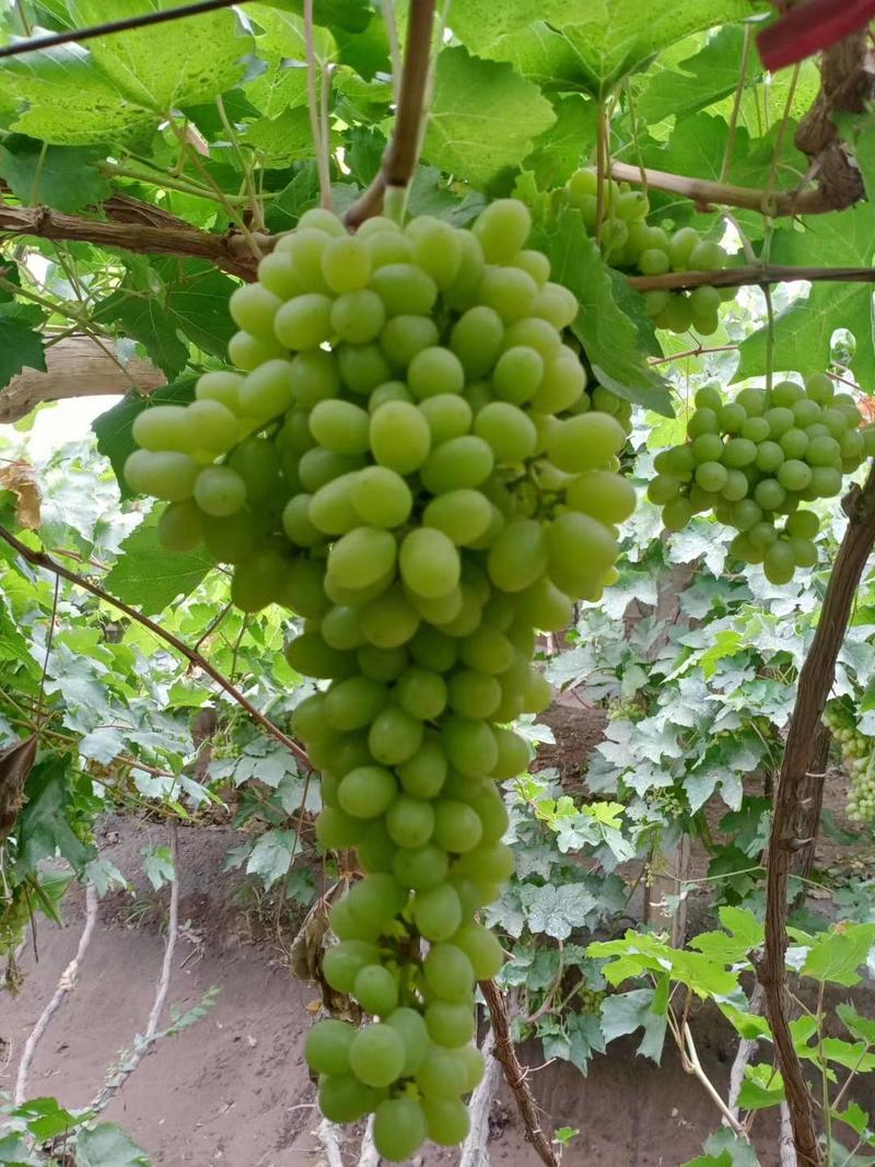 包邮一件代发2023年新货新鲜吐鲁番无核白葡萄上市了！