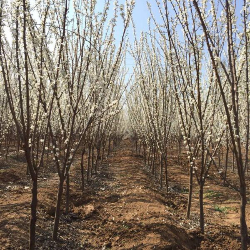 青脆李苗（清泉蜜脆李，金秋晚脆李）*晚熟新品种
