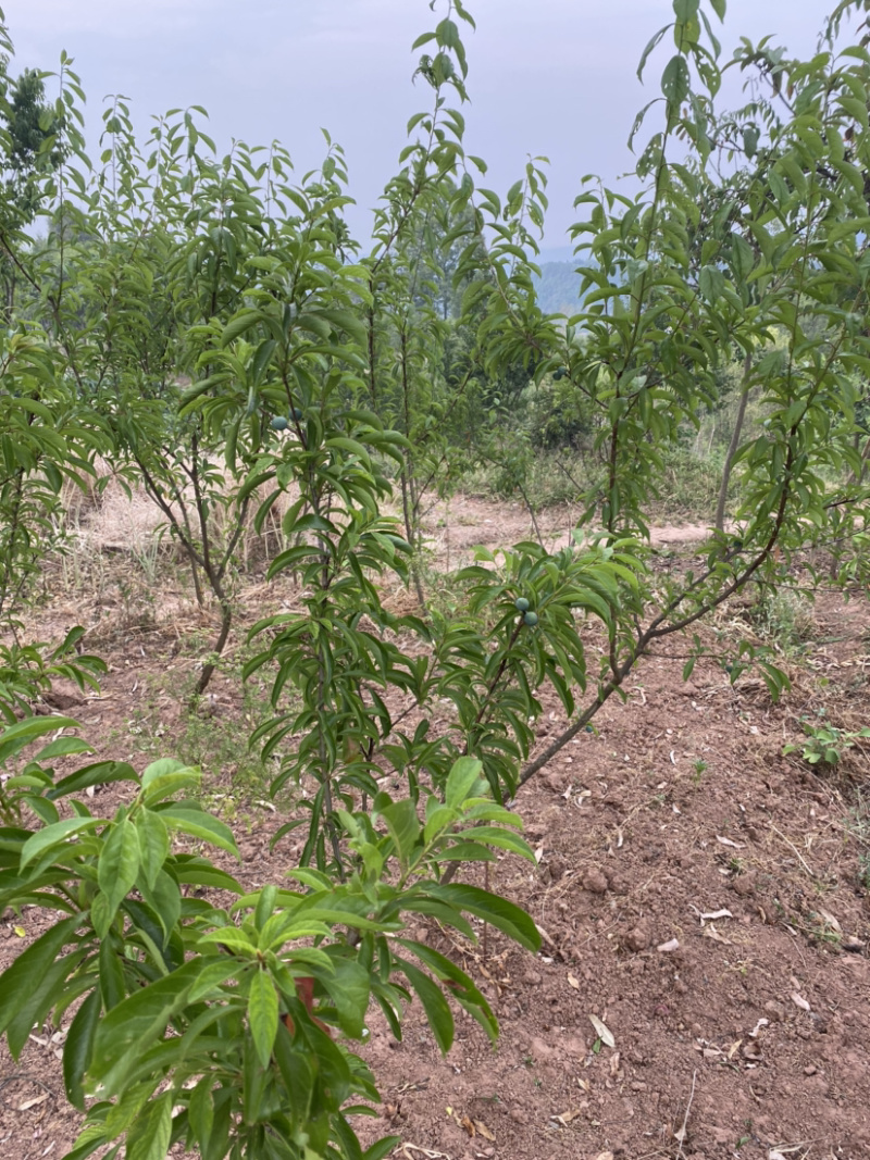 青脆李苗（清泉蜜脆李，金秋晚脆李）*晚熟新品种