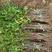正宗软籽石榴苗，品种纯正，保湿发货，全国包邮