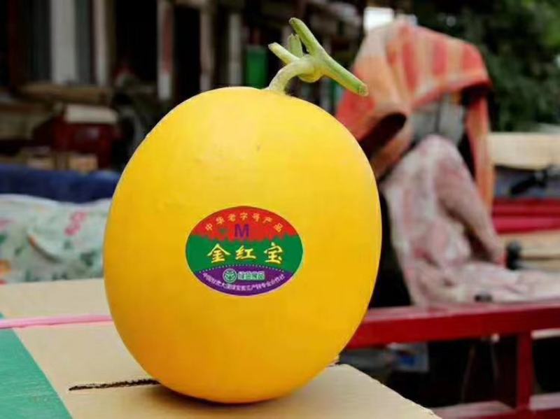 沙老头蜜瓜