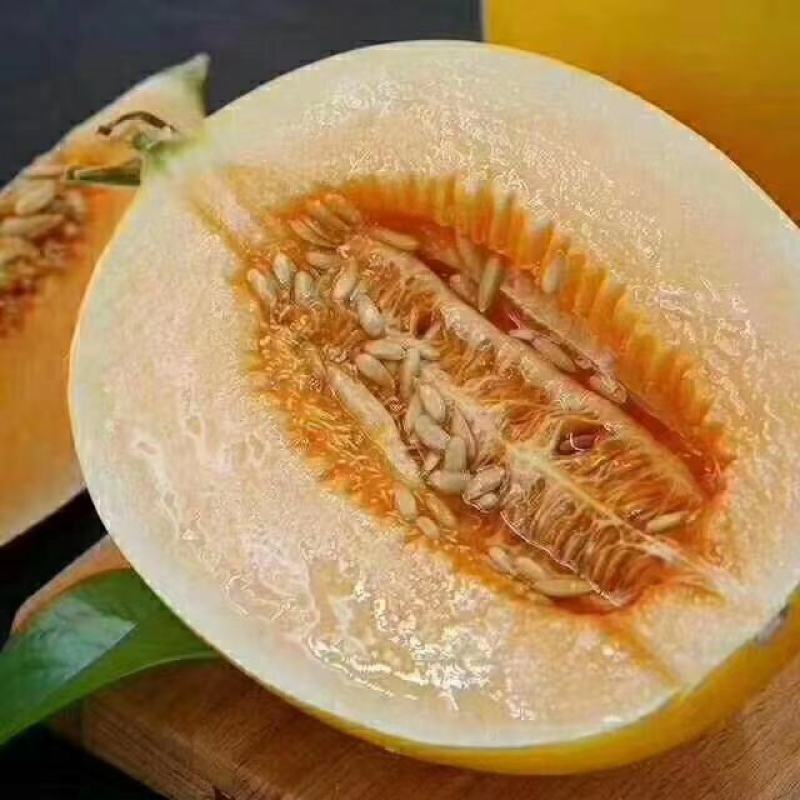 沙老头蜜瓜