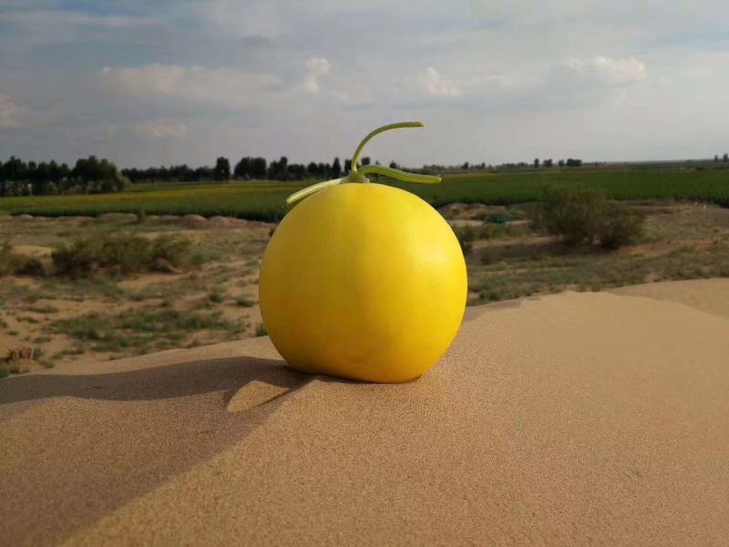 沙老头蜜瓜