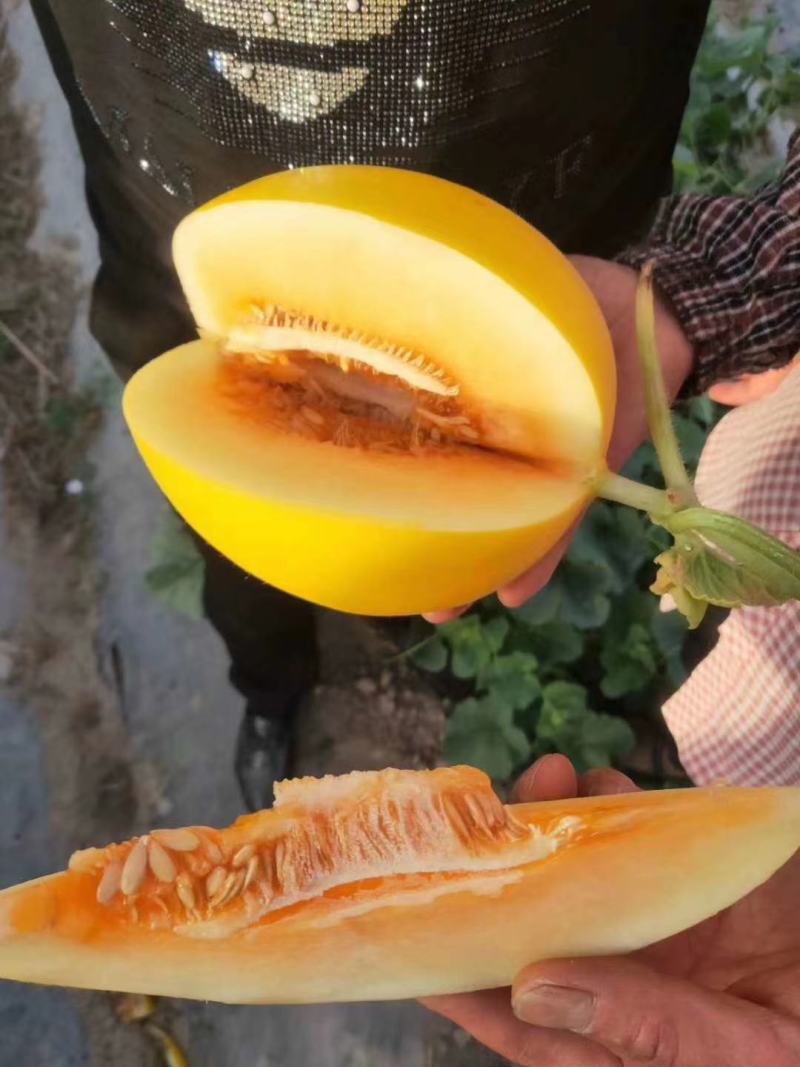 沙老头蜜瓜