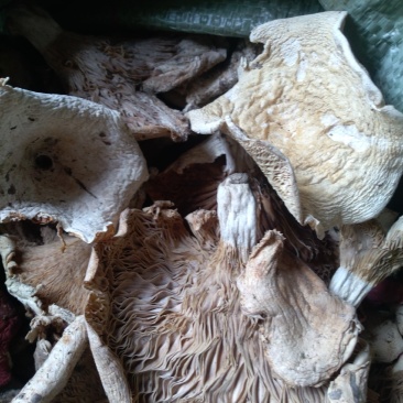 巴中食用菌多种杂菌组合，无硫无杂，产地直发欢迎联系