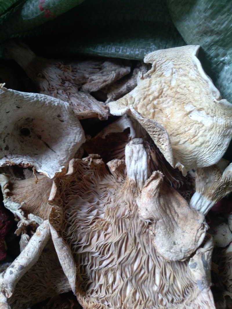 巴中食用菌多种杂菌组合，无硫无杂，产地直发欢迎联系