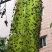 瓜果实蝇针蜂诱粘剂昆虫诱捕剂杀果蝇药粘胶诱黏引诱剂果蝇诱