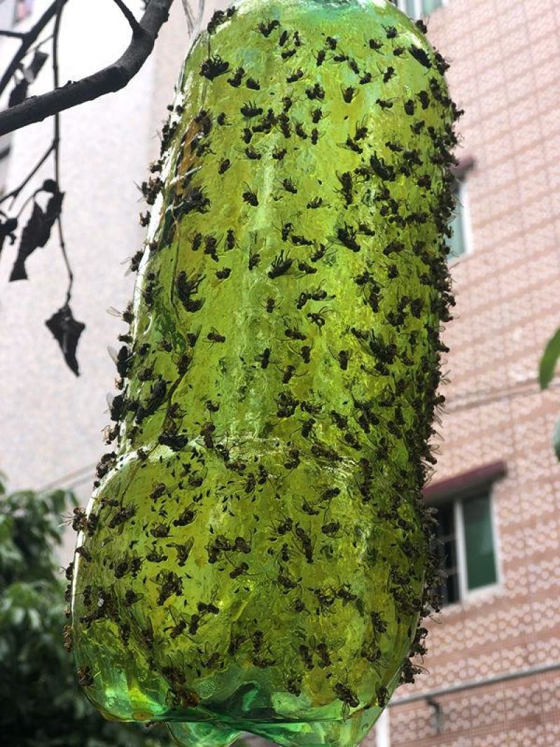 瓜果实蝇针蜂诱粘剂昆虫诱捕剂杀果蝇药粘胶诱黏引诱剂果蝇诱