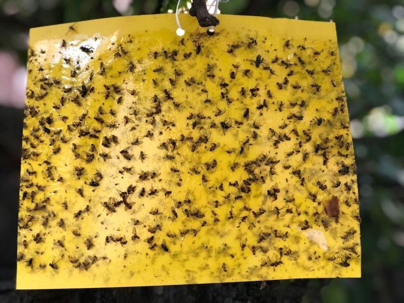 瓜果实蝇针蜂诱粘剂昆虫诱捕剂杀果蝇药粘胶诱黏引诱剂果蝇诱