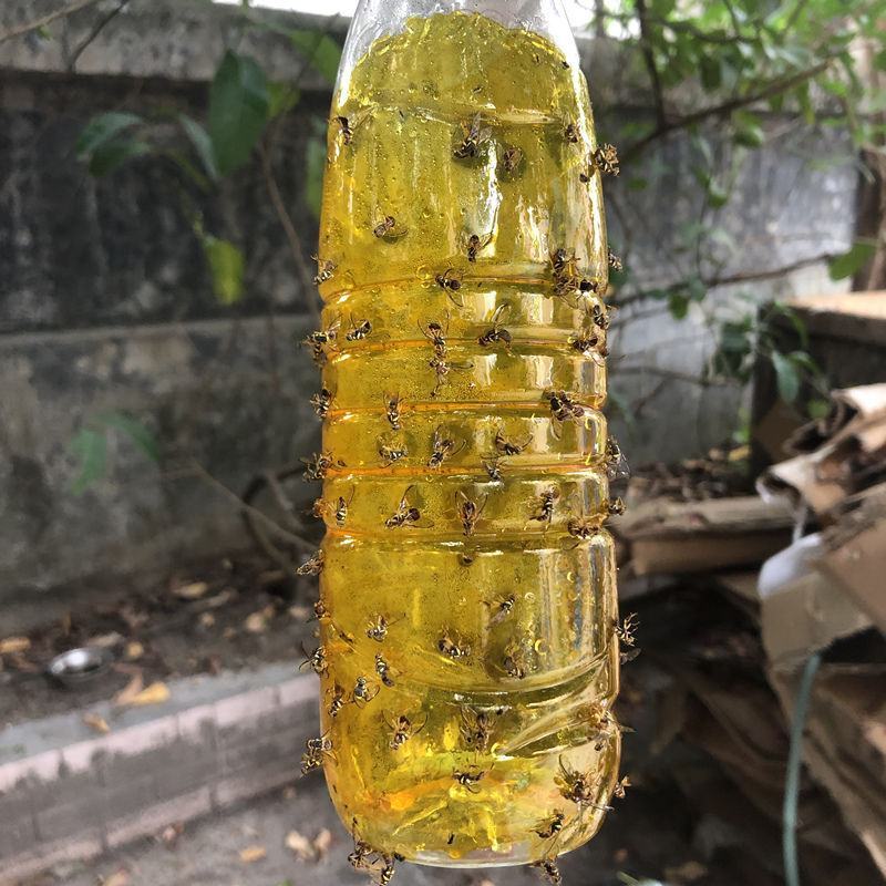 瓜果实蝇针蜂诱粘剂昆虫诱捕剂杀果蝇药粘胶诱黏引诱剂果蝇诱