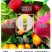 瓜果实蝇针蜂诱粘剂昆虫诱捕剂杀果蝇药粘胶诱黏引诱剂果蝇诱