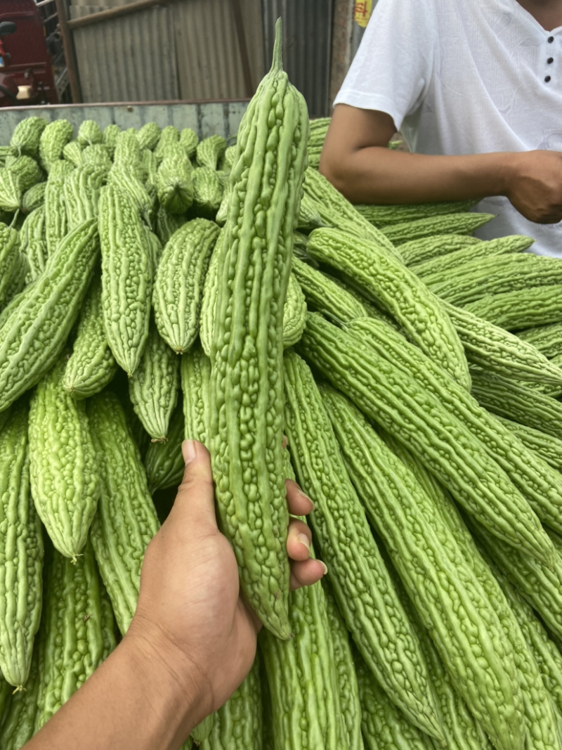 河南苦瓜/焦作苦瓜/精品苦瓜条形顺长颜色绿可市场电商代发全国