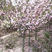 樱花苗，当年开花，包成活率，全国包邮，日本晚樱
