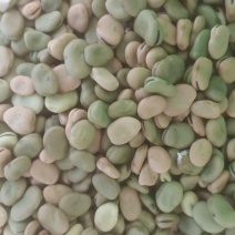 大量出售蚕豆，量大从优
