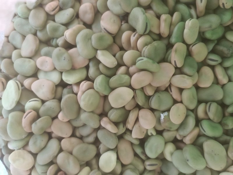 大量出售蚕豆，量大从优