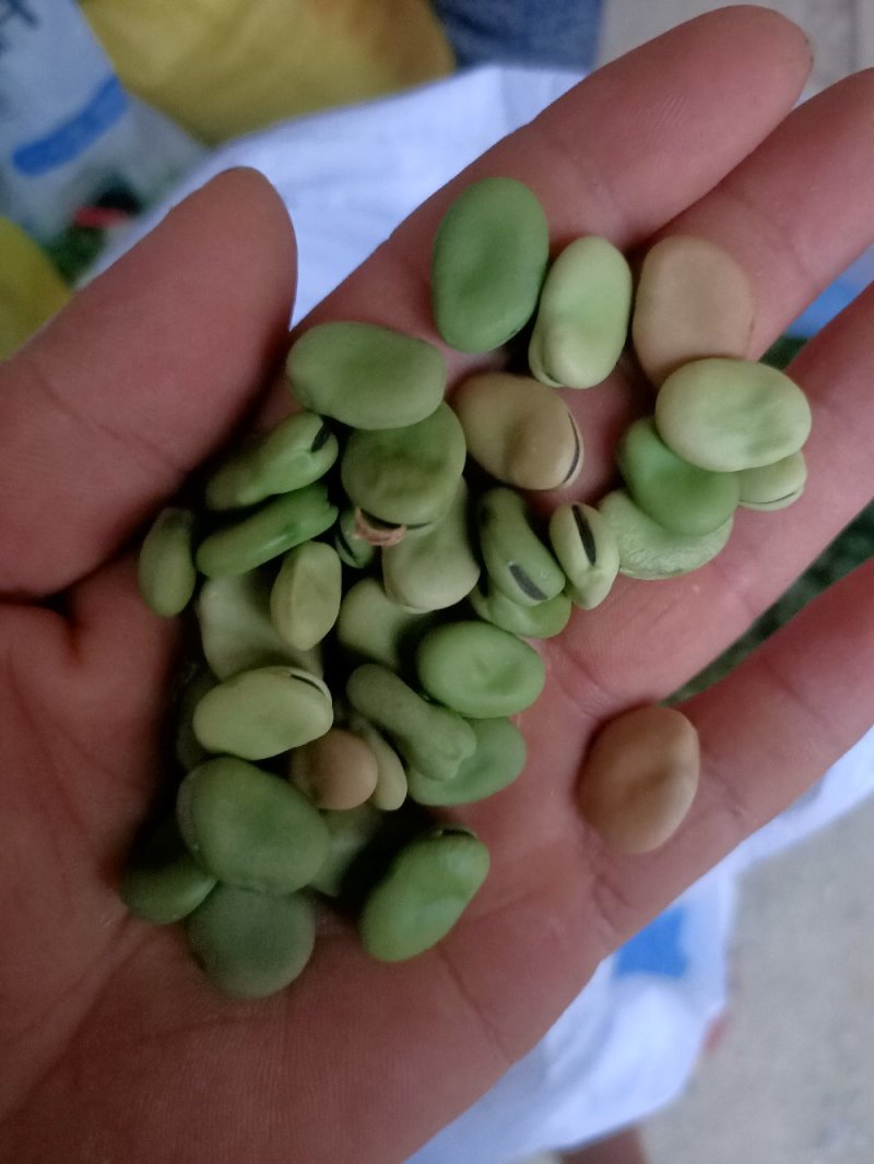 大量出售蚕豆，量大从优