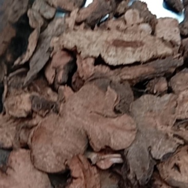 金荞麦，常年批发供应中药材金荞麦，量大从优