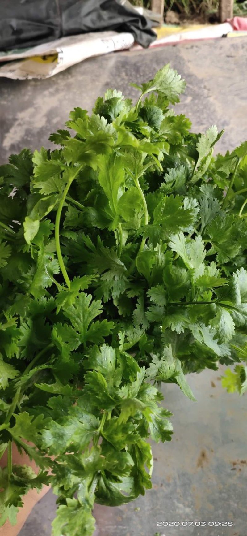 精品香菜
