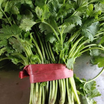 精品香菜