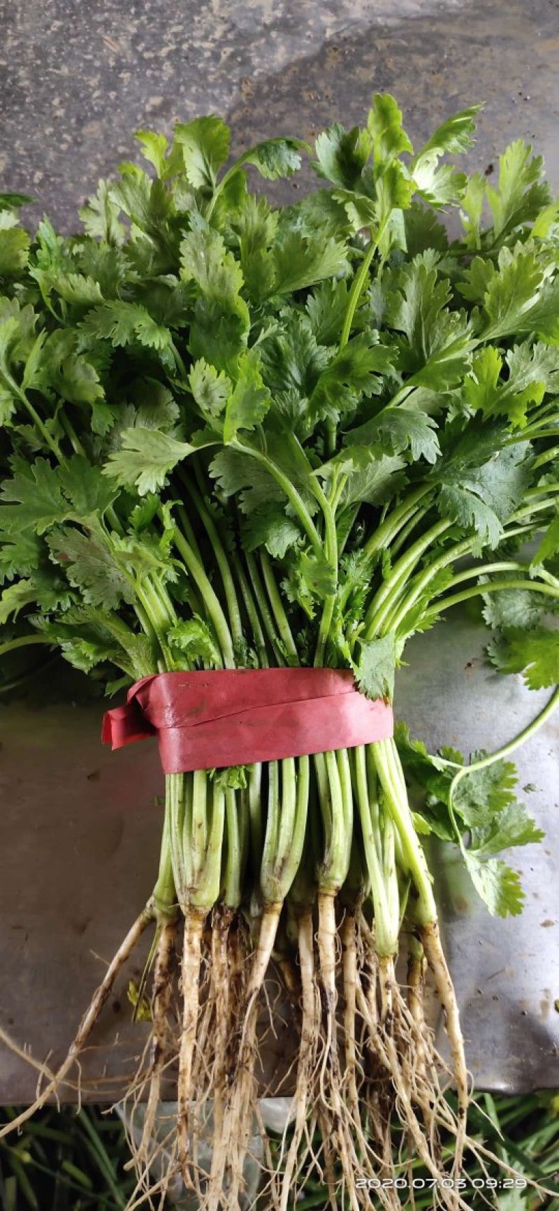 精品香菜