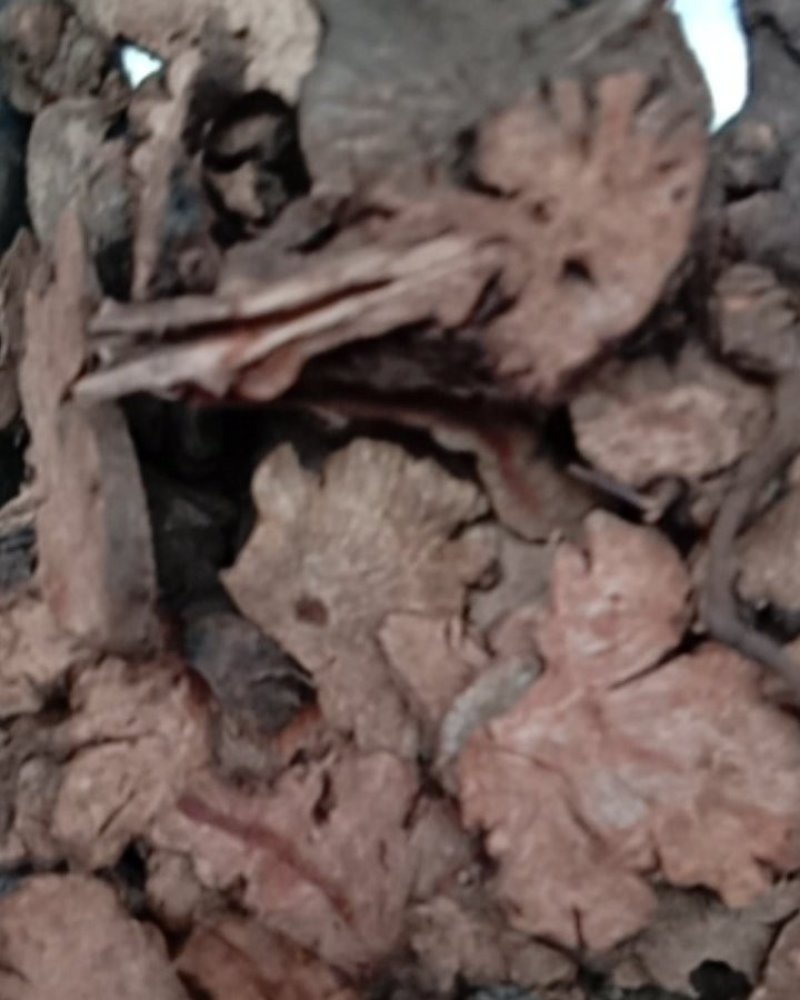 金荞麦，常年批发供应中药材金荞麦，量大从优