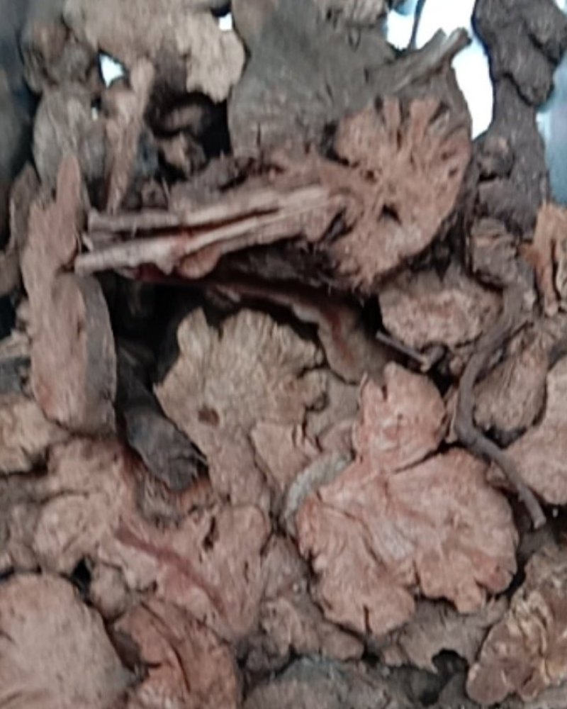 金荞麦，常年批发供应中药材金荞麦，量大从优
