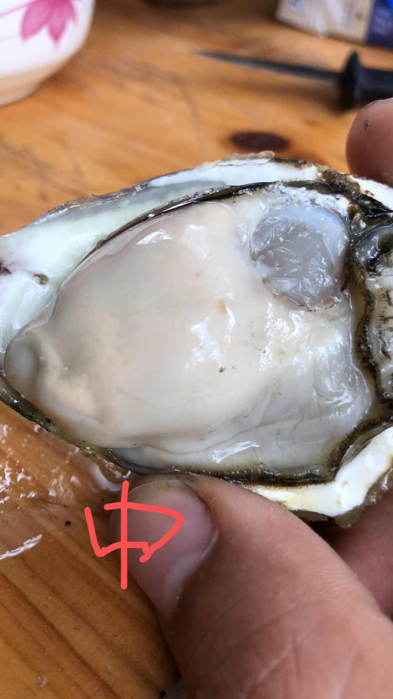炸街爆品深海生蚝落地配一手货源鹅蛋标准