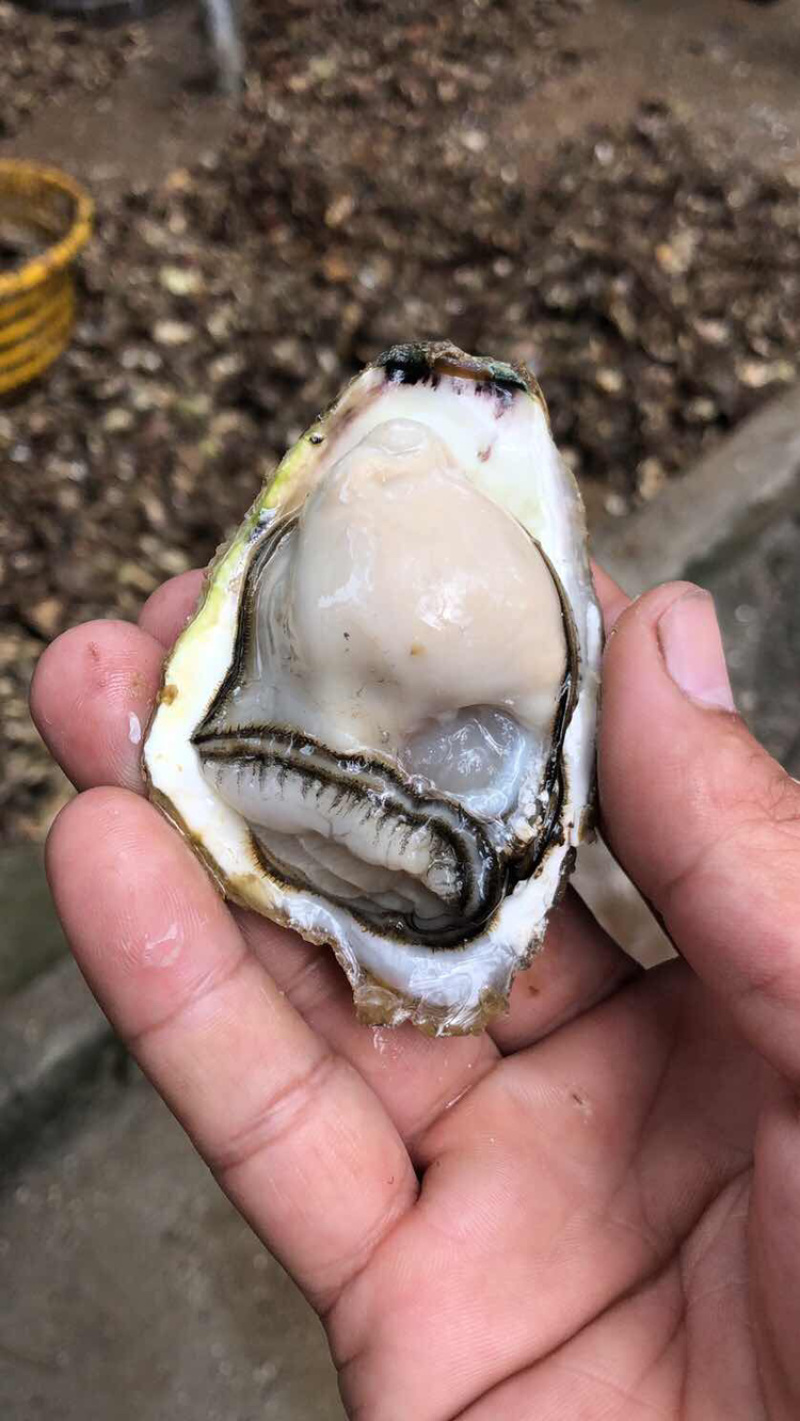 炸街爆品深海生蚝落地配一手货源鹅蛋标准