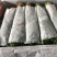 西宁茼蒿精品蒿子杆皇帝菜(基地直发)品质可验收，基地可验