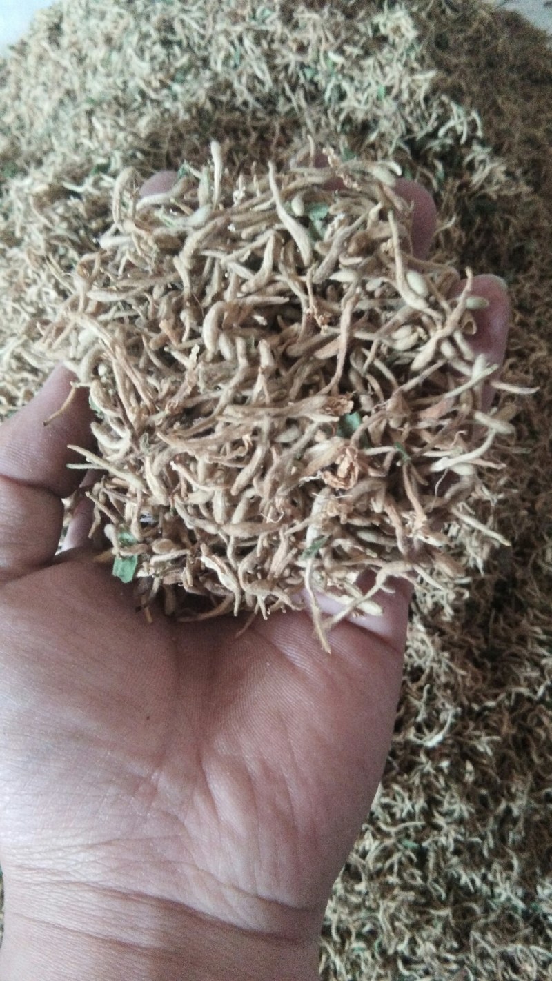 山东原产地优质饮品级别金银花产地直供一手货源发货