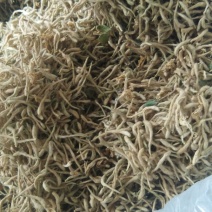山东原产地优质饮品级别金银花产地直供一手货源发货