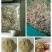 山东原产地优质饮品级别金银花产地直供一手货源发货