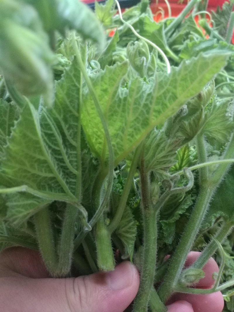 龙须菜精装，无果金瓜苗，原产地采收，加工，一袋够一份菜。