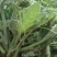 龙须菜精装，无果金瓜苗，原产地采收，加工，一袋够一份菜。