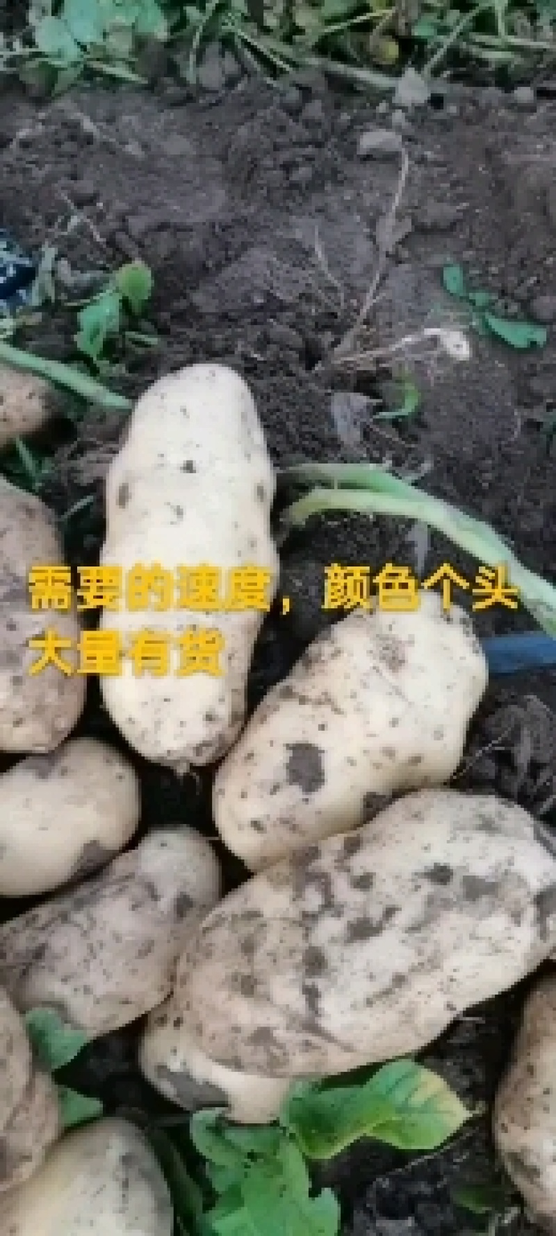 黄心沙地土豆货源稳定产地直发可视频看货河北土豆