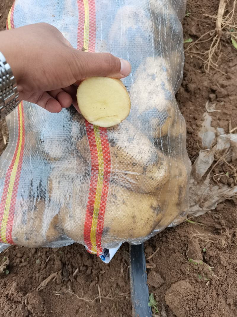 黄心沙地土豆货源稳定产地直发可视频看货河北土豆