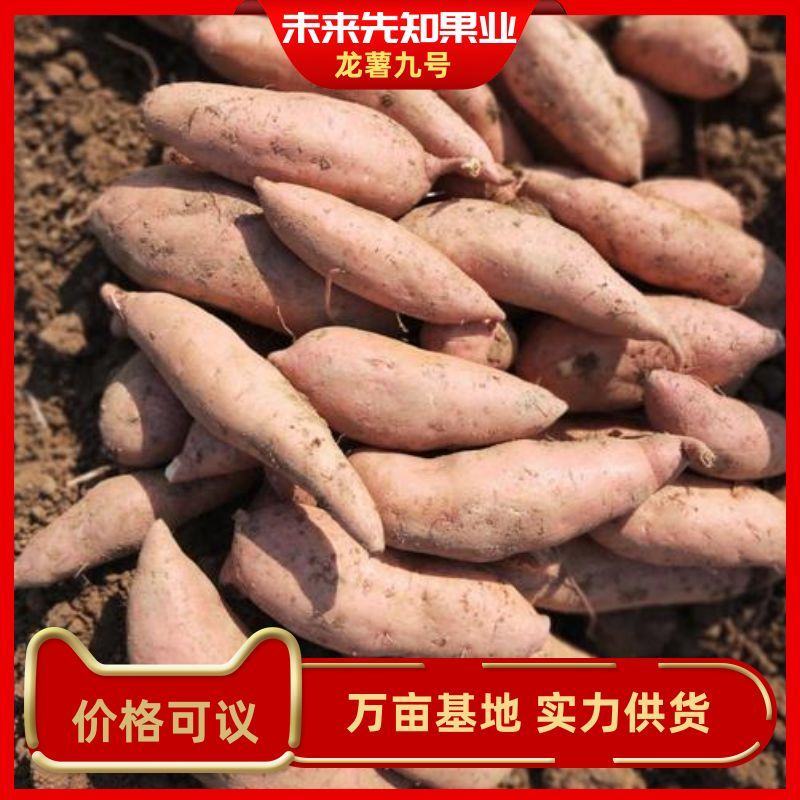 湖北红薯龙薯九号，一货好价优产地直销实力供货