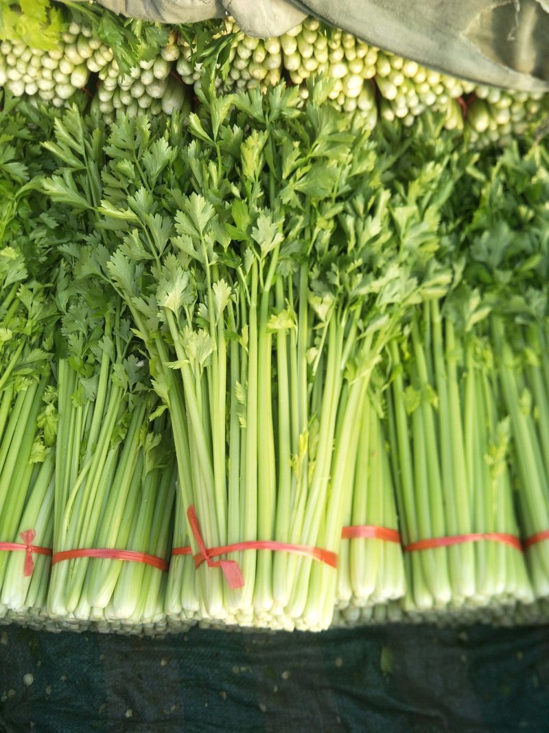 西芹，毛芹，小药芹大量上市，质量保证精品