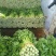 西芹，毛芹，小药芹大量上市，质量保证精品