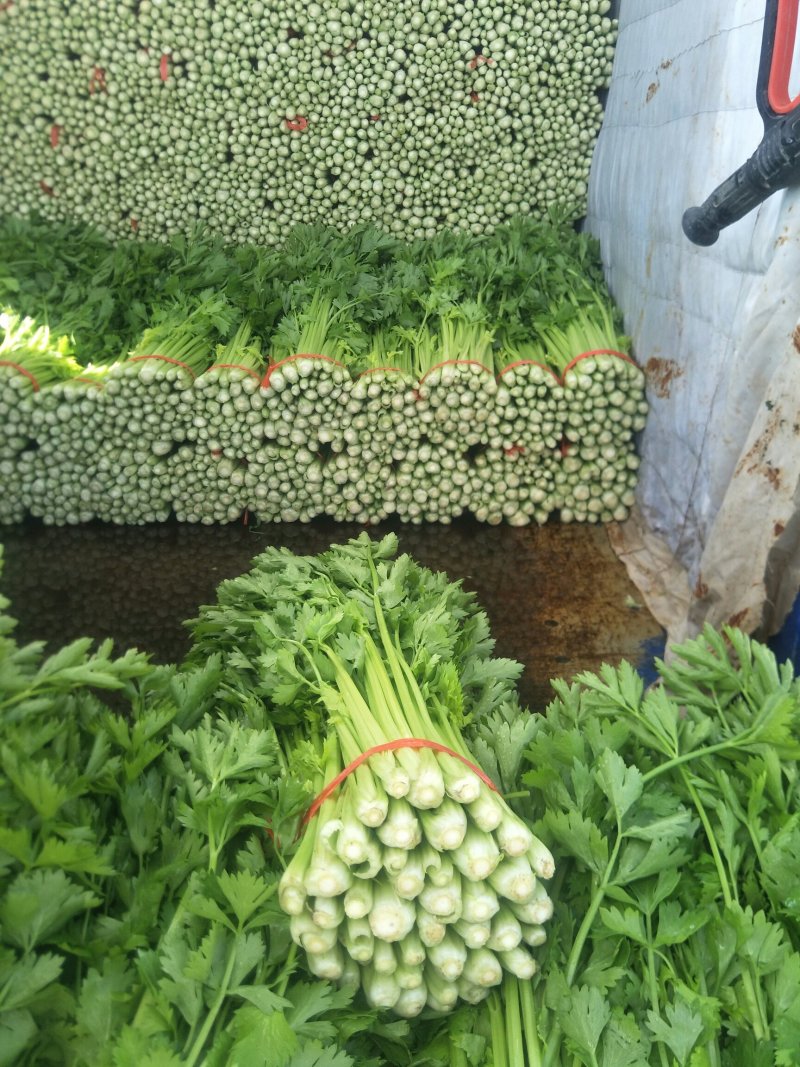 西芹，毛芹，小药芹大量上市，质量保证精品