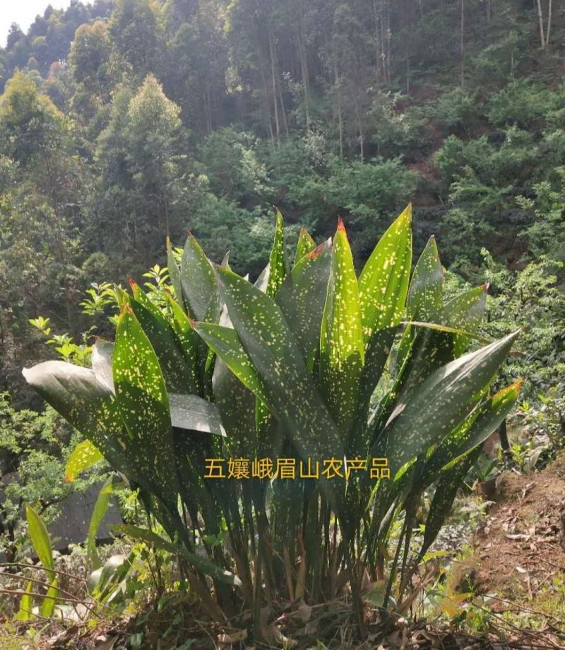 新鲜花粽叶峨眉山一叶兰粽叶花色齐全通货4000张起批