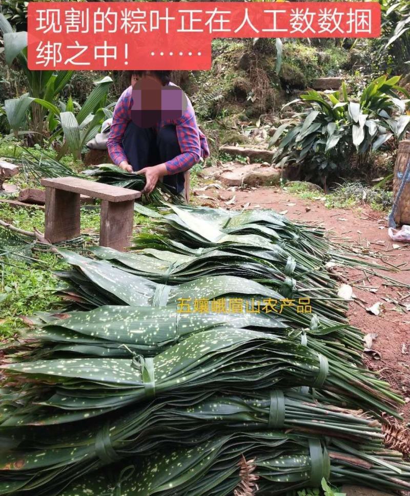 新鲜花粽叶峨眉山一叶兰粽叶花色齐全通货4000张起批