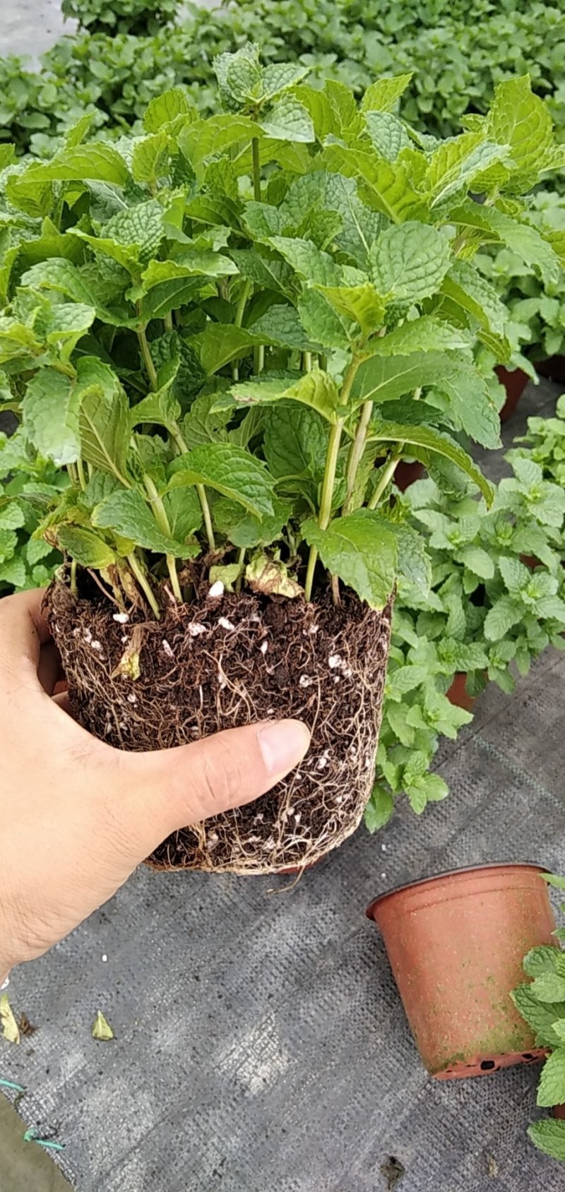 薄荷盆栽薄荷苗【留兰香薄荷杯苗】不包邮！