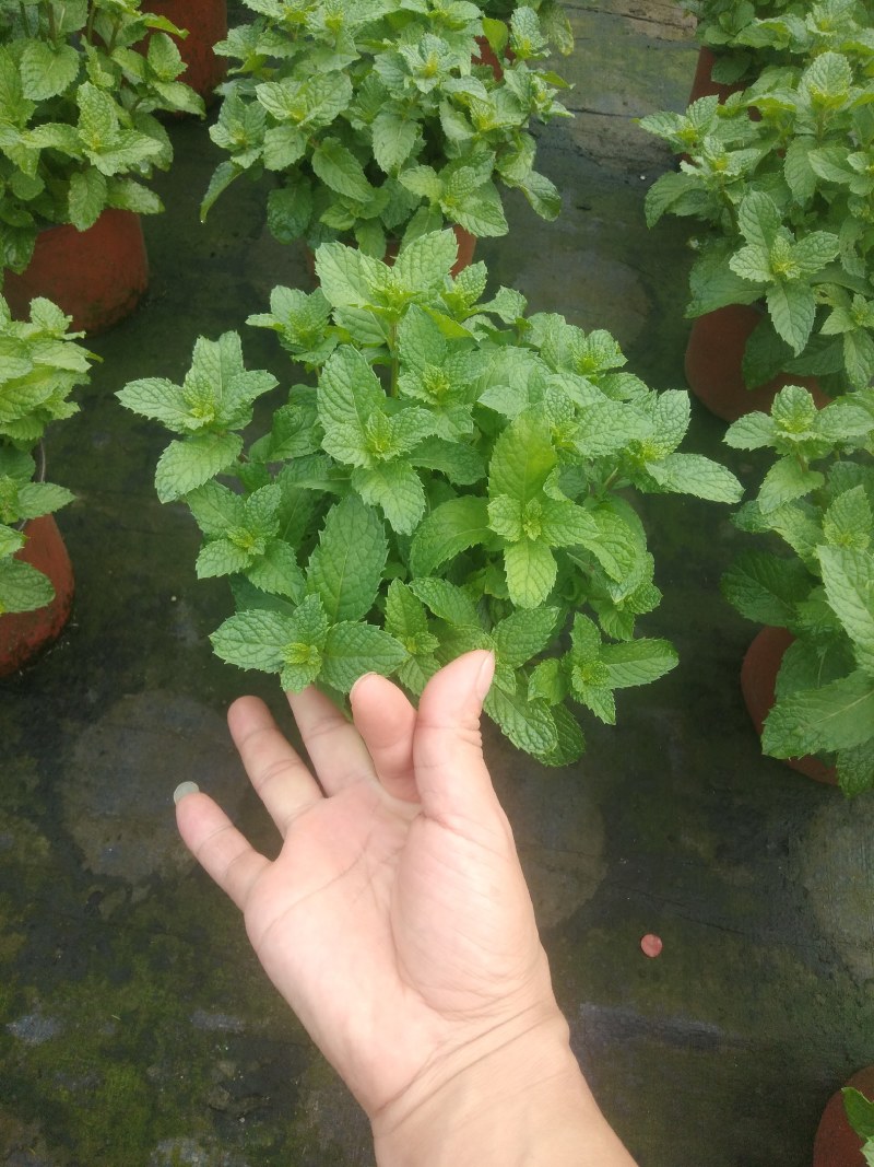 薄荷盆栽薄荷苗【留兰香薄荷杯苗】不包邮！