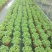 薄荷盆栽薄荷苗【留兰香薄荷杯苗】不包邮！
