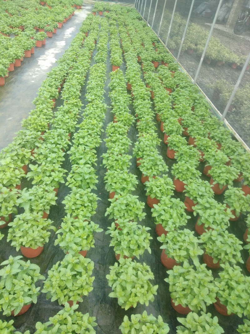 薄荷盆栽薄荷苗【留兰香薄荷杯苗】不包邮！