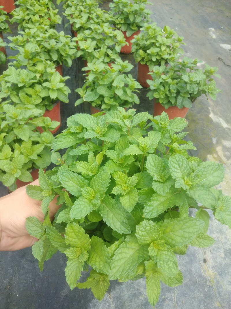 薄荷盆栽薄荷苗【留兰香薄荷杯苗】不包邮！
