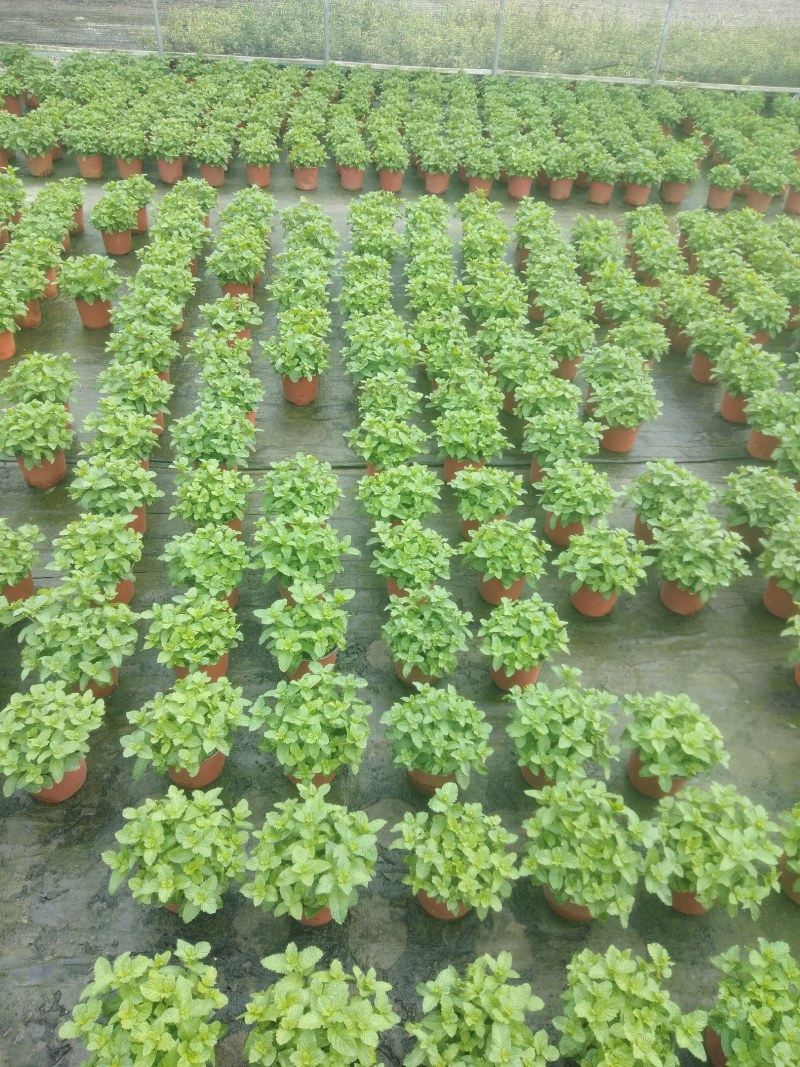 薄荷盆栽薄荷苗【留兰香薄荷杯苗】不包邮！