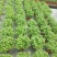薄荷盆栽薄荷苗【留兰香薄荷杯苗】不包邮！
