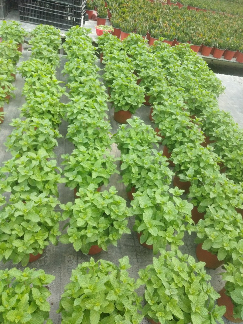 薄荷盆栽薄荷苗【留兰香薄荷杯苗】不包邮！